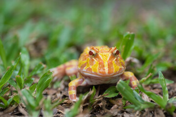 closeup argentine horned frog on ground