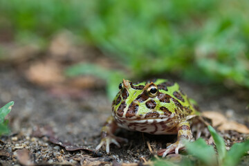 closeup argentine horned frog on ground