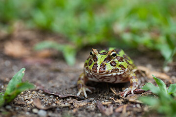 closeup argentine horned frog on ground