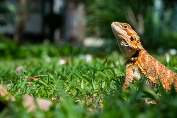 bearded dragon on ground with blur background