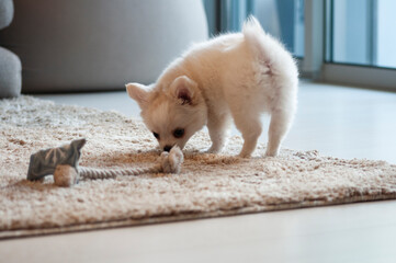 White baby chihuahua with a toy