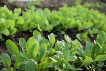 Young lettuce and ruccola seedlings