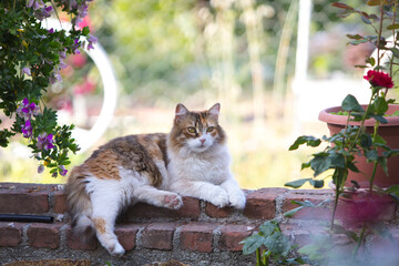 Full body profile of an adorable furry tricolor calico cat lying unbuttoned on a red brick garden...