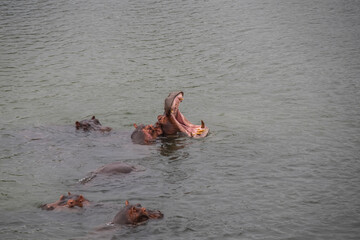 Hippo family on the banks of Chobe River in Chobe National Park, between Botswana and Namibia.