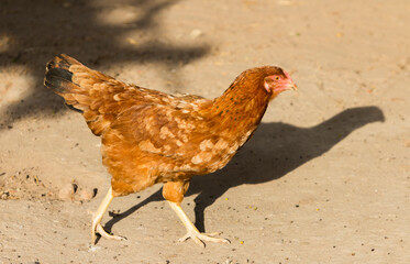 Chicken on the run on dirt