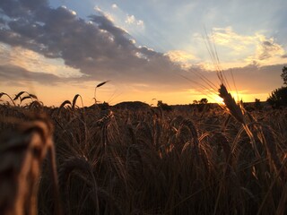 sunset over field