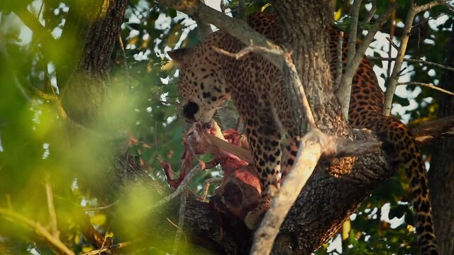 Leopard eating a prey in a tree in Kruger National park, South Africa ; Specie Panthera pardus family of Felidae