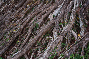 The roots of the banyan tree spread over the ground