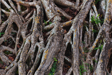 The roots of the banyan tree spread over the ground