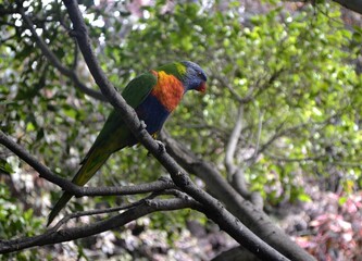 A beautiful tropical bird resting on a branch