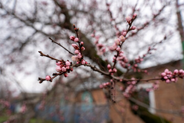 Spring apricot blossom. The buds turn into flowers