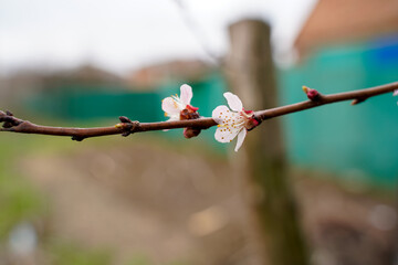 Spring apricot blossom. The buds turn into flowers