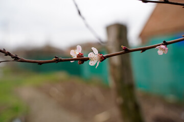 Spring apricot blossom. The buds turn into flowers