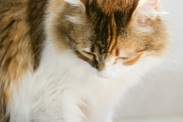 Calico cat with thick fur is staring down in a close up front portrait.