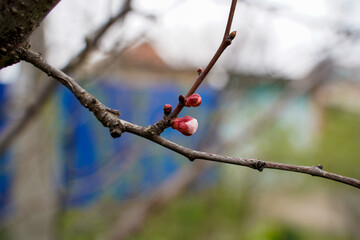 Spring apricot blossom. The buds turn into flowers
