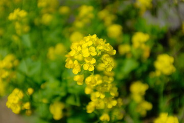 菜の花