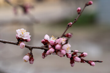 Spring apricot blossom. The buds turn into flowers