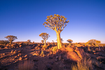 The beautiful natural scenery of Namibia, the magical Quiver Tree Forest in Southern Africa. The...