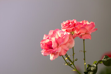 Close up still life image of three nice pink damask roses and stems with grey-salmon background. Large copy space.