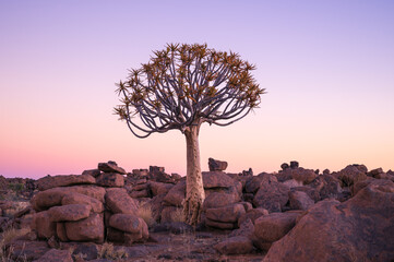 The beautiful natural scenery of Namibia, the magical Quiver Tree Forest in Southern Africa. The...