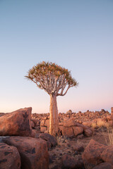 The beautiful natural scenery of Namibia, the magical Quiver Tree Forest in Southern Africa. The...