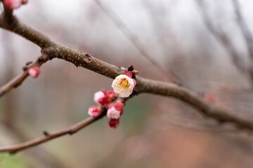 Spring apricot blossom. The buds turn into flowers