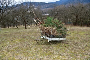 Collecting dry leaves and a branch into wheelbarrow in the spring