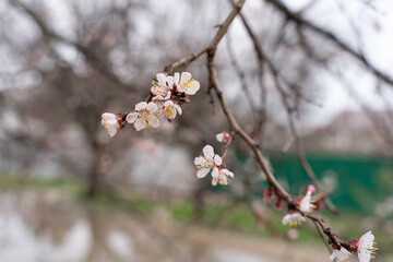 Spring apricot blossom. The buds turn into flowers