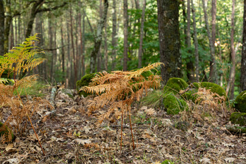 Yellow fern leaves in autumn forest