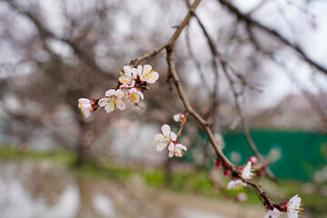 Obraz premium Spring apricot blossom. The buds turn into flowers