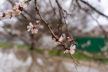 Spring apricot blossom. The buds turn into flowers