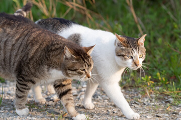 仲良く歩く猫