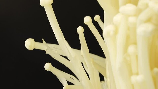 Organic enoki mushroom closeup food shot closeup rotating  isolated on black  background 4K camera