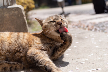 毛繕いをする猫