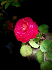 pink rose in dark background