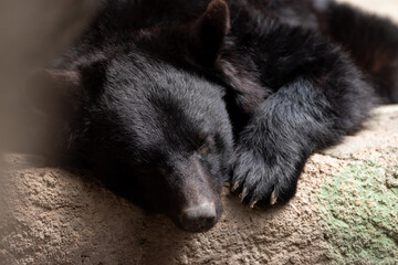 眠そうなツキノワグマ
