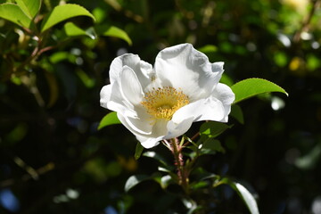 Cherokee rose (Rosa laevigata) blossoms. Rosaceae evergreen vine.