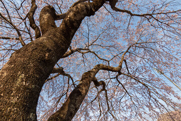 桜を下から見上げる