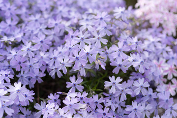 Obraz premium 紫色の芝桜