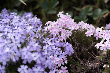可愛い芝桜　白と紫