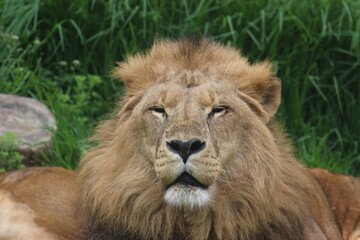 Lion 
