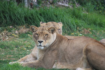 Fototapeta na wymiar Lion 