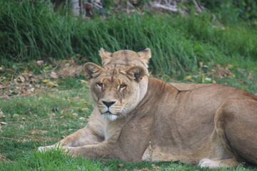 Fototapeta na wymiar Lion 