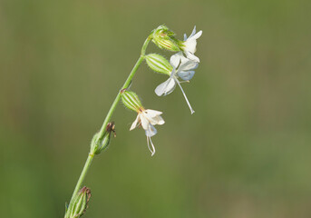 Flower of the white campion, Silene latifolia