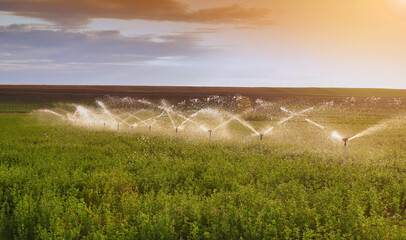 Irrigation system on alfalfa crop under sunset light