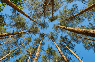 Bottom view of pine trees. Green pine trees on a background of blue sky.