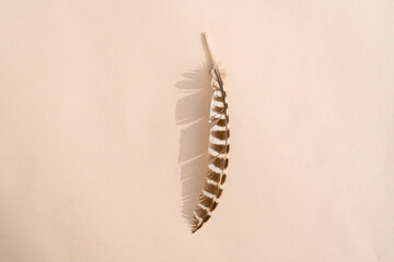 owl feather with hard shadow on colorful background
