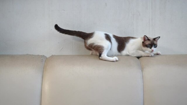 The cat scratching the sofa.