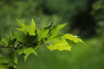 Fototapeta na wymiar foglie di albero in primavera dopo la pioggia