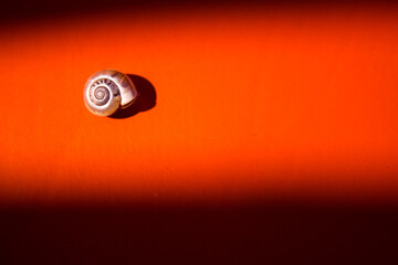 Top view of a land snail shell on vivid orange leather surface under sunlight with shadows. With large copy space